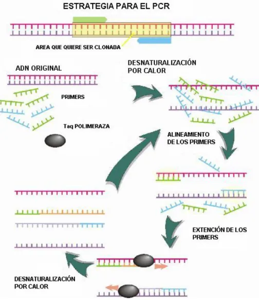 Reacción en cadena de la polimerasa PCR