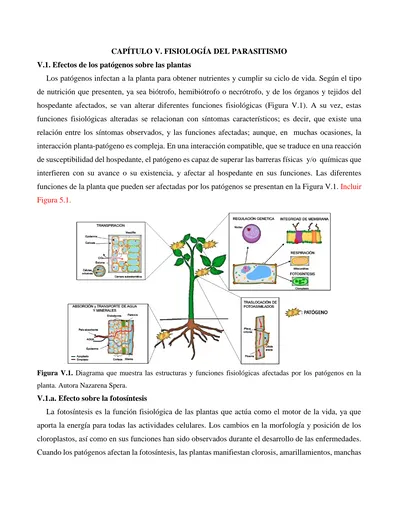 Figura V 1 Diagrama Que Muestra Las Estructuras Y Funciones