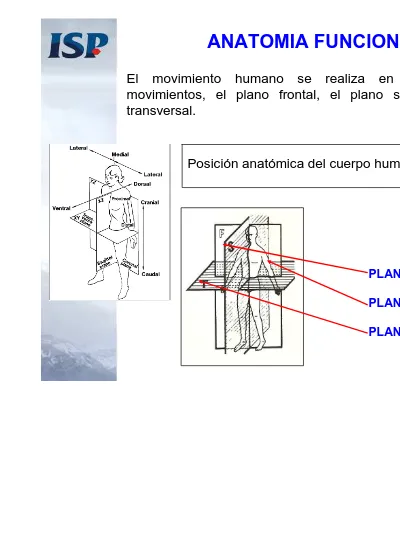 ANATOMIA BIOMECANICA ANTROPOMETRIA 2