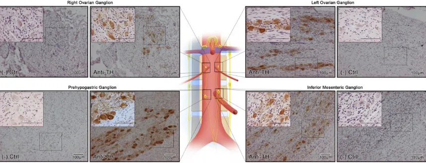 Histology Of The Ganglia Histological Verification Of The