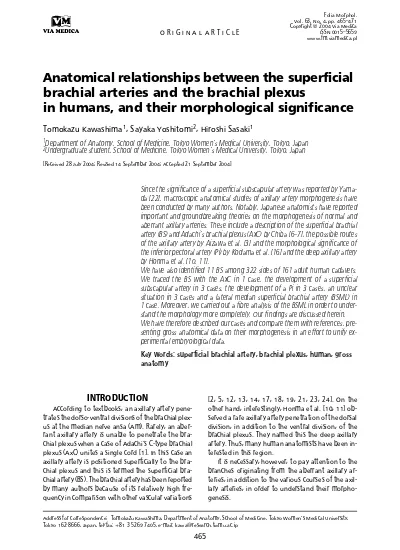 Anatomical Relationship Between The Superficial Brachial Arteries And