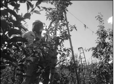Fig. 1. Trabajador norteño trabajando. 