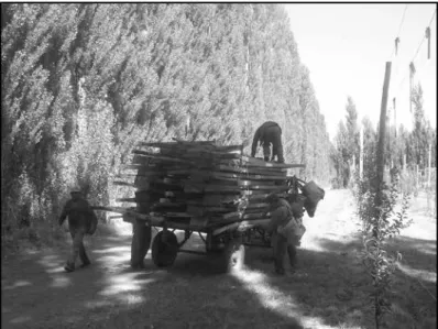 Fig. 7. Traslado de escaleras para la cosecha. 