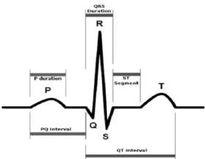 Figura 3.13. Forma ideal de la señal ECG.