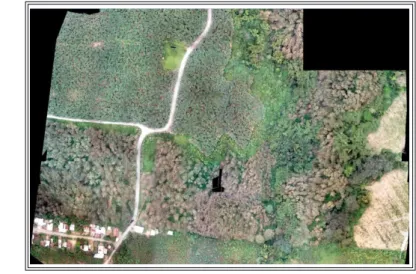 Figura 4.1 Ortomosaico del área de estudio.  Lotes 22, 23 y 19
