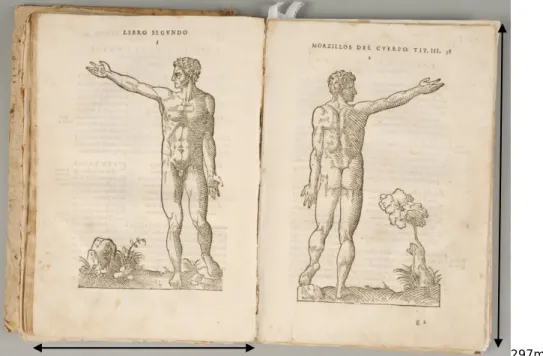 Figura II. 1. 