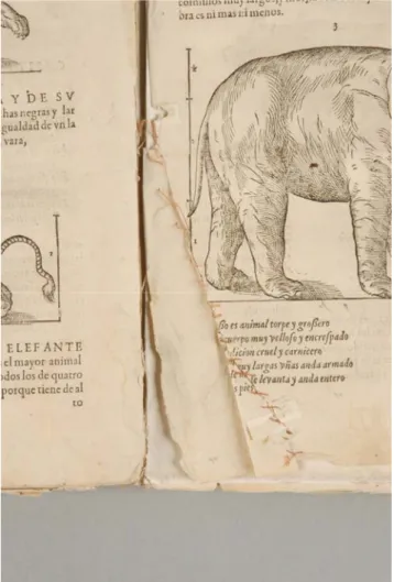 Figura II. 4. 