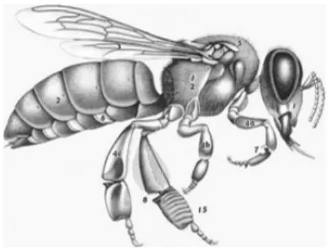 Figura 2: Anatomía Externa de la Abeja. 