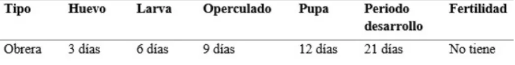 Tabla 3: Ciclo de vida de las obreras.