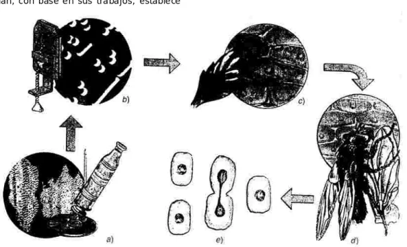 fig .2 .1   p ro g re s o   de   la   te oría   ce lu lar  a ) ce ld illa s   de  corc ho  o b se rv a da s  p or Ro be r t   Ho ok e ,b) m icr oor ga n is m o s   o b s e rv a do   p or  An to n     V an   Le e u w e n   Hoe k ;C)   cé lu la s   de   p la