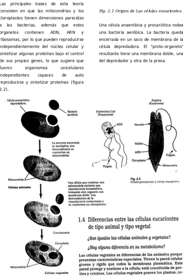 Fig .  2 .1 Or ig e n  de Las  cé lu la s  e u car io n te s.