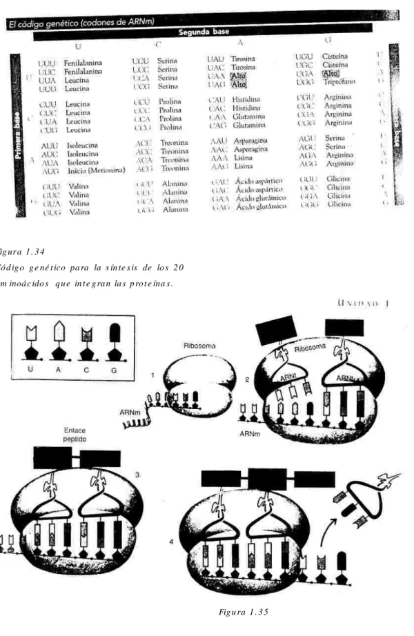Fig ur a  1 . 3 4