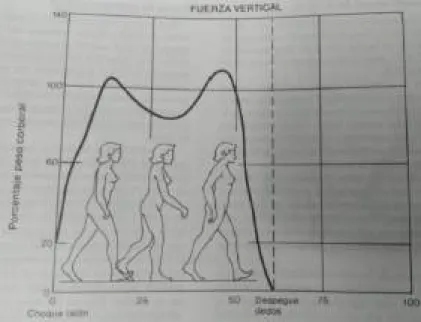 Figura B.4: Fuerza de reacci´ on vertical [14].