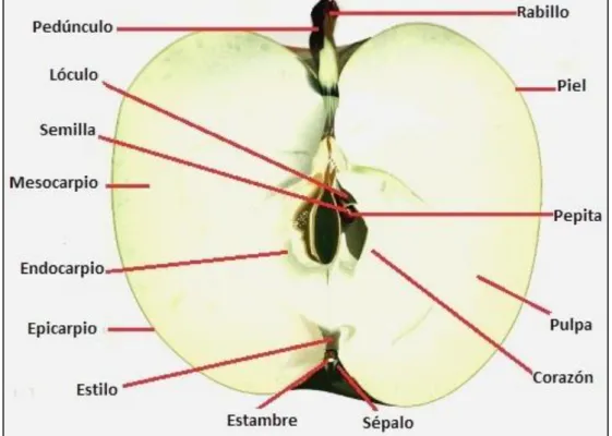 Figura 3.1: Corte transversal de la manzana. 