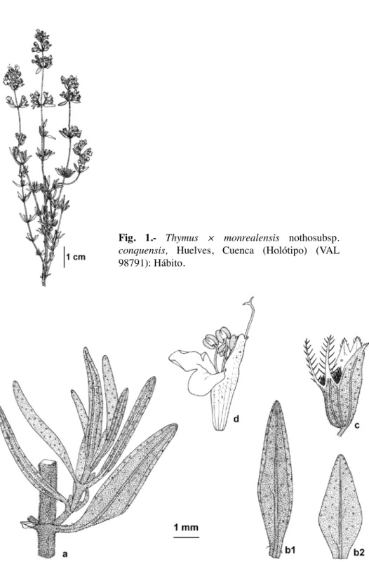 Fig.  1.-  Thymus  ×  monrealensis  nothosubsp. 