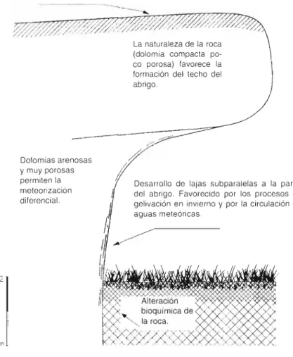 Figura 8. ¡ acioi es que controlan la formación y preservación (lelos abrigos