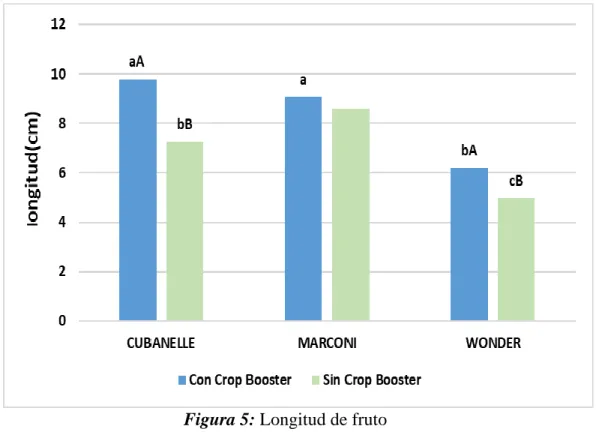 Figura 5: Longitud de fruto 