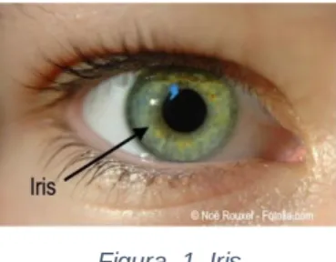 Figura  1. Iris 