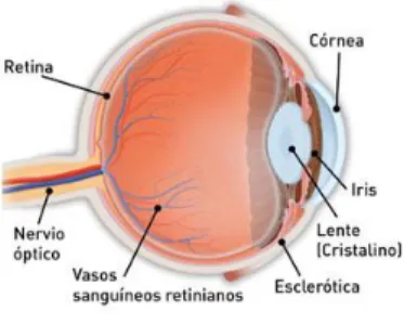 Figura  2. Retina 