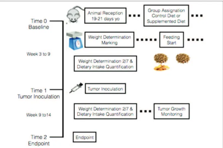Figure 1. Experimental Procedure.