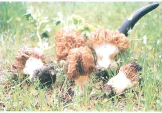 Fig. 2. Colmenicas (Marchella sp.).