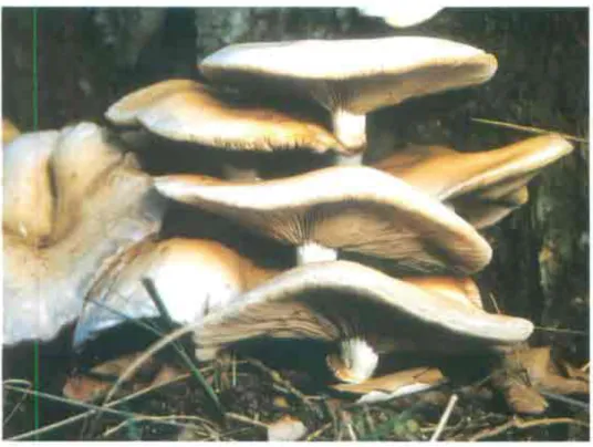 Fig. 6. Seta de chopo (Agrocybe aegerita).