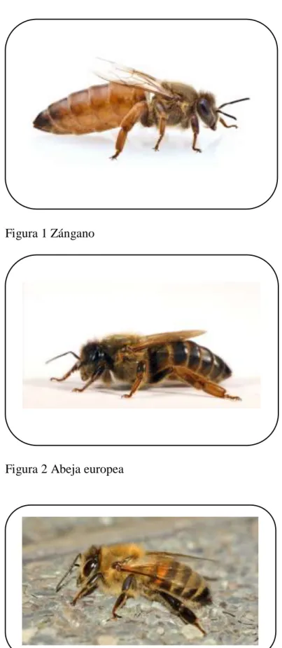 Figura 1 Zángano 