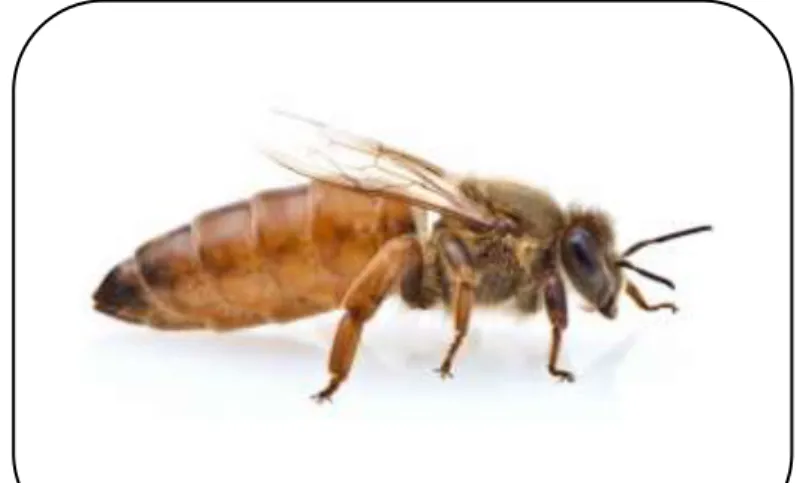 Figura 2 Abeja europea 