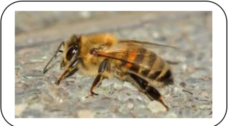 Figura 3 Abeja obrera 