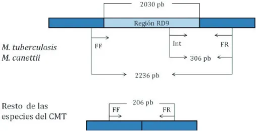 Figura 14. Esquema de PCR múltiple de la región RD9