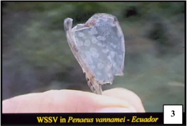 Figura 3.  Caparazón de un juvenil de P. 