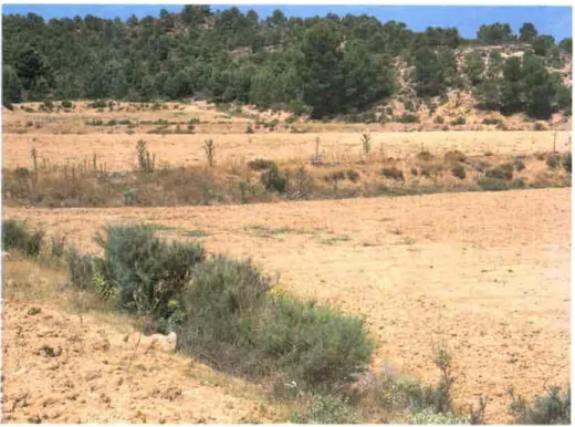 Foto M. Ejemplo de lindes entre parcelas. 