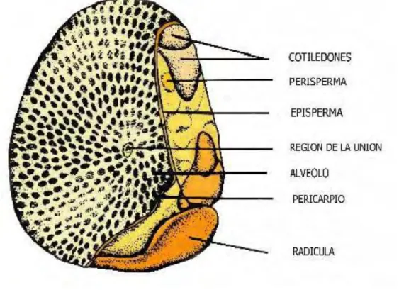 Figura 1.  Esquema del fruto de quinua. 