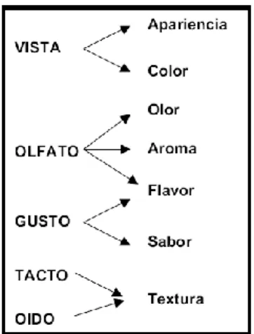 Figura 2: Participación de los sentidos en las distintas percepciones sensoriales. 