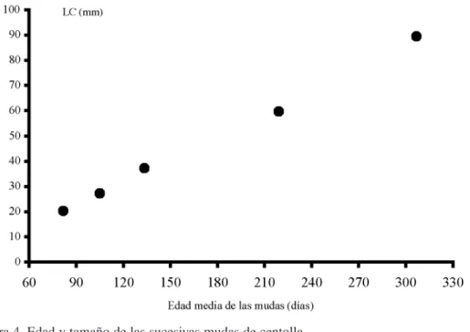 Figura 4. Edad y tamaño de las sucesivas mudas de centolla.