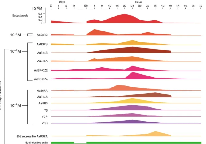 Figure 9 Expression profiles and hormone responsiveness of the key factors of the 20-hydroxyecdysone (20E) regulatory hierarchy and their target genes, yolk protein precursors ( YPP ), during vitellogenesis in Aedes aegypti 