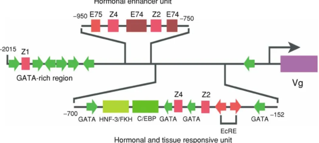Figure 10 Direct and indirect regulation of vitellogenin ( Vg ) gene by 20-hydroxyecdysone in the mosquito fat body