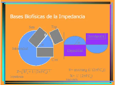Fig 3: Bases de la Impedancia