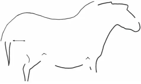 Figura VII
