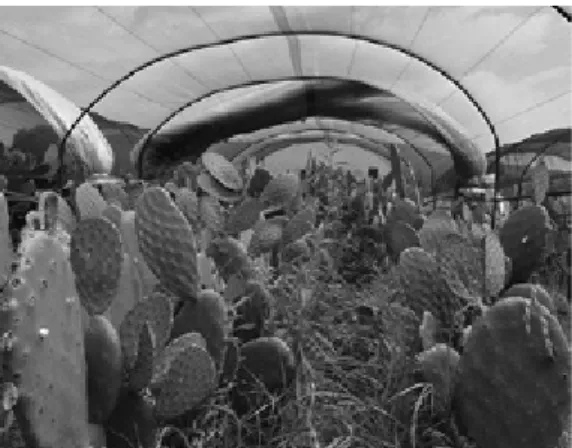 Figura 1. Microtúneles para el nopal. 