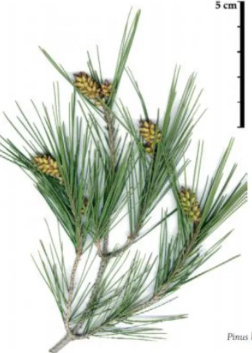 Figura 2  Pino radiata 