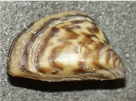 Figura 5. Mejillón Cebra  ( Dreissena polymorpha) 
