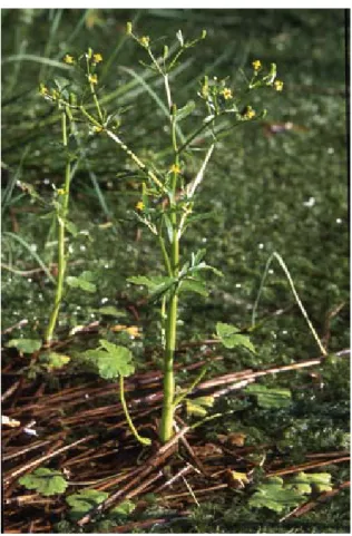 Fig. 11. Ranunculus sceleratus.                     