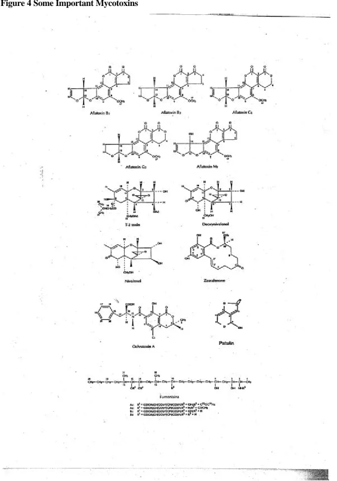 Figure 4 Some Important Mycotoxins