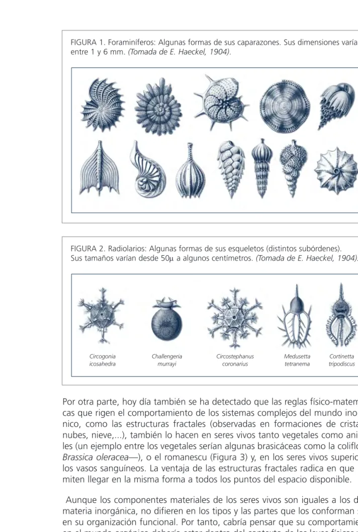 FIGURA 1. Foraminíferos: Algunas formas de sus caparazones. Sus dimensiones varían entre 1 y 6 mm