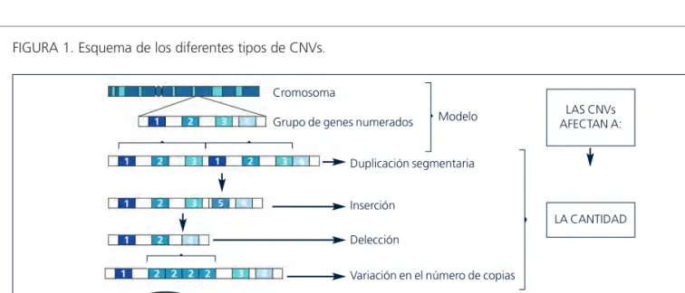 FIGURA 1. Esquema de los diferentes tipos de CNVs .
