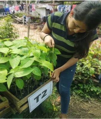 Foto 01: Evaluación de la altura de la planta 