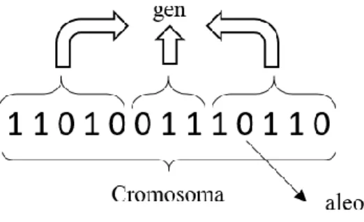Fig. 4. 2 Individuo genético binario. 