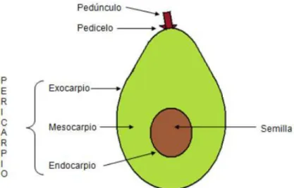 Figura 1. Partes del fruto de la palta  Fuente: Chávez. (2011) 