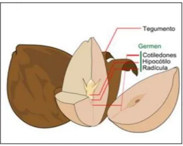 Figura 3: Partes de la semilla de palta. 